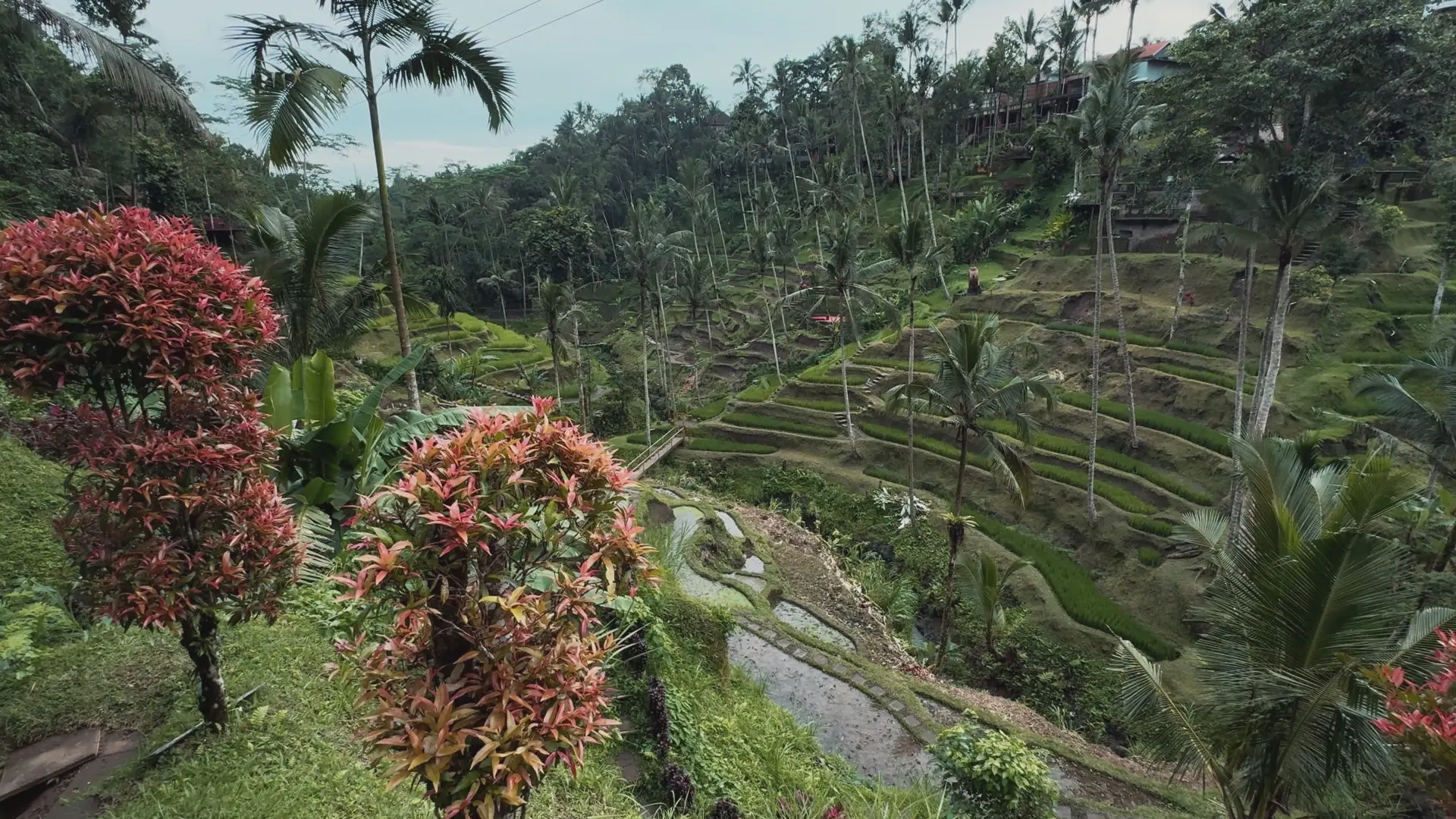 A jungle valley of terraced rice fields, from the air